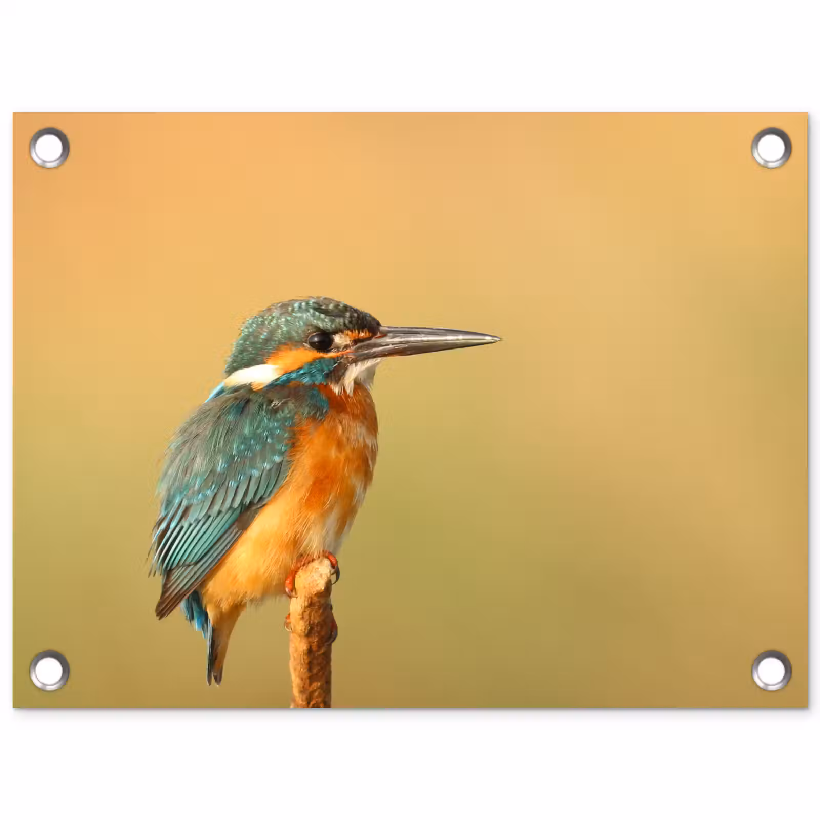 Tuinposter - Vogel -IJsvogel - Tak — 1