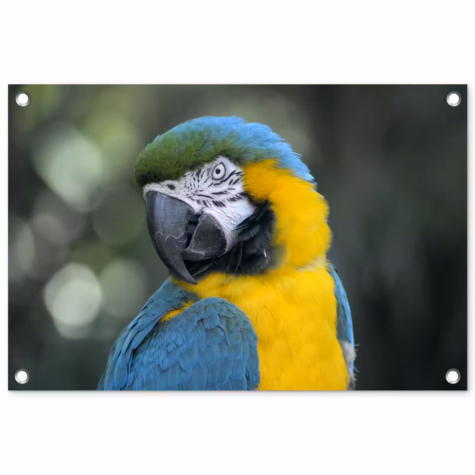 Tuinposter - Vogel - Papegaai - Blauw — 1