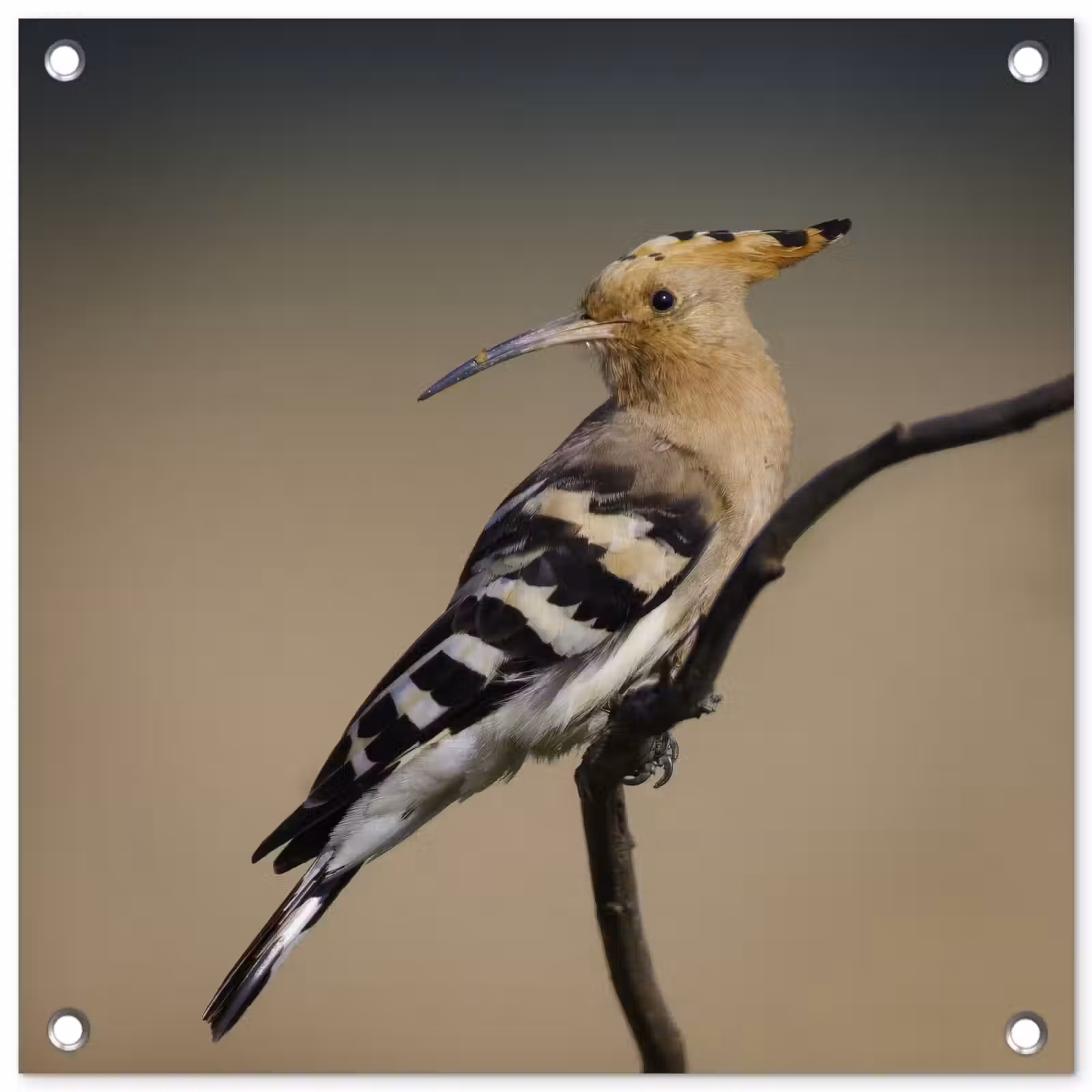 Tuinposter - Vogel - Tropisch - Natuur — 1