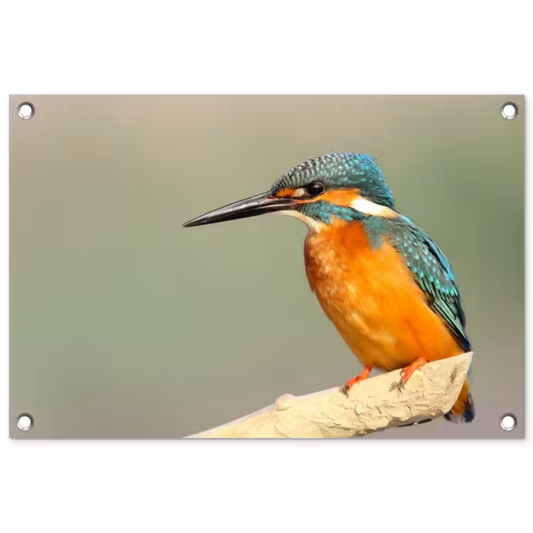 Tuinposter - Vogel - IJsvogel - Tak — 1