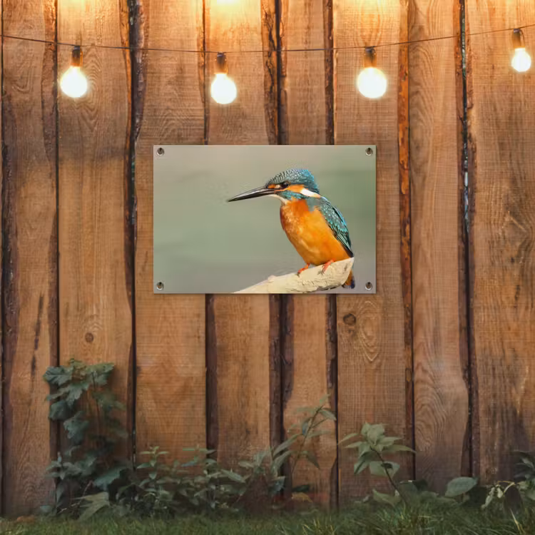 Tuinposter - Vogel - IJsvogel - Tak — 2