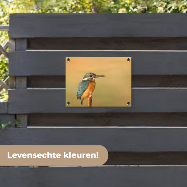 Tuinposter - Vogel -IJsvogel - Tak — 6