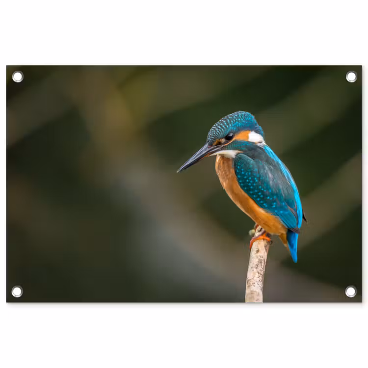 Tuinposter - Vogel - IJsvogel - Tak — 1