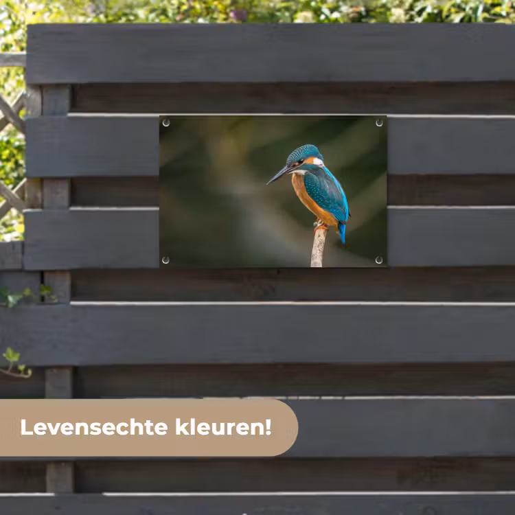 Tuinposter - Vogel - IJsvogel - Tak — 6