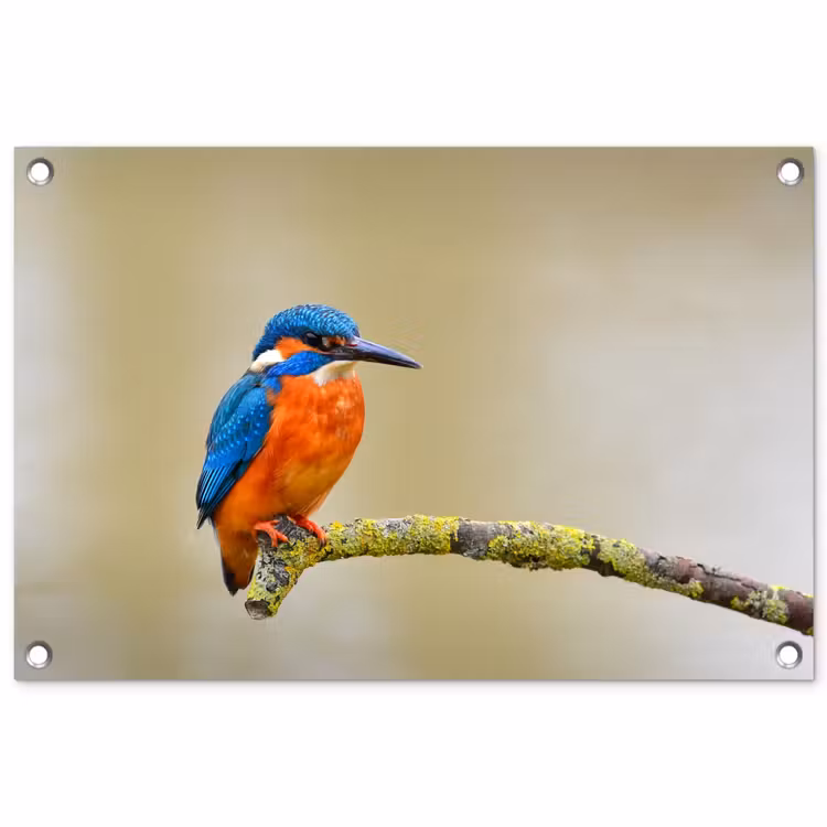 Tuinposter - Vogel - IJsvogel - Tak — 1