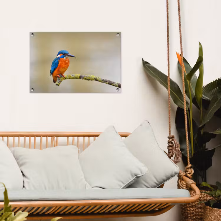 Tuinposter - Vogel - IJsvogel - Tak — 4