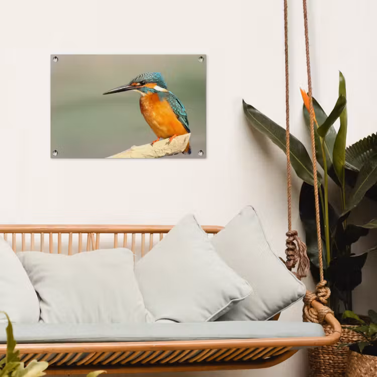 Tuinposter - Vogel - IJsvogel - Tak — 4