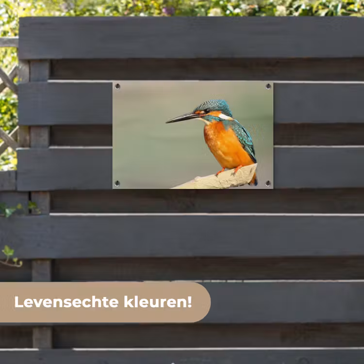Tuinposter - Vogel - IJsvogel - Tak — 6