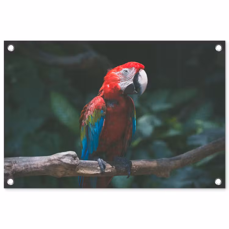 Tuinposter - Vogel - Papegaai - Ara — 1
