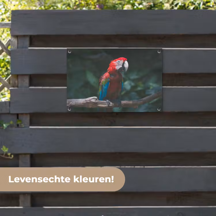 Tuinposter - Vogel - Papegaai - Ara — 6