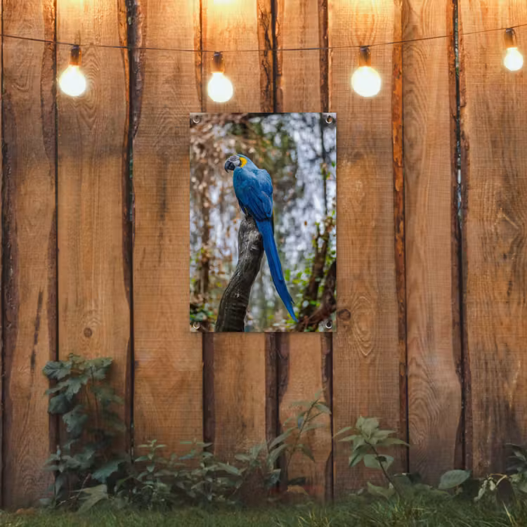 Tuinposter - Vogel - Papegaai - Blauw — 2