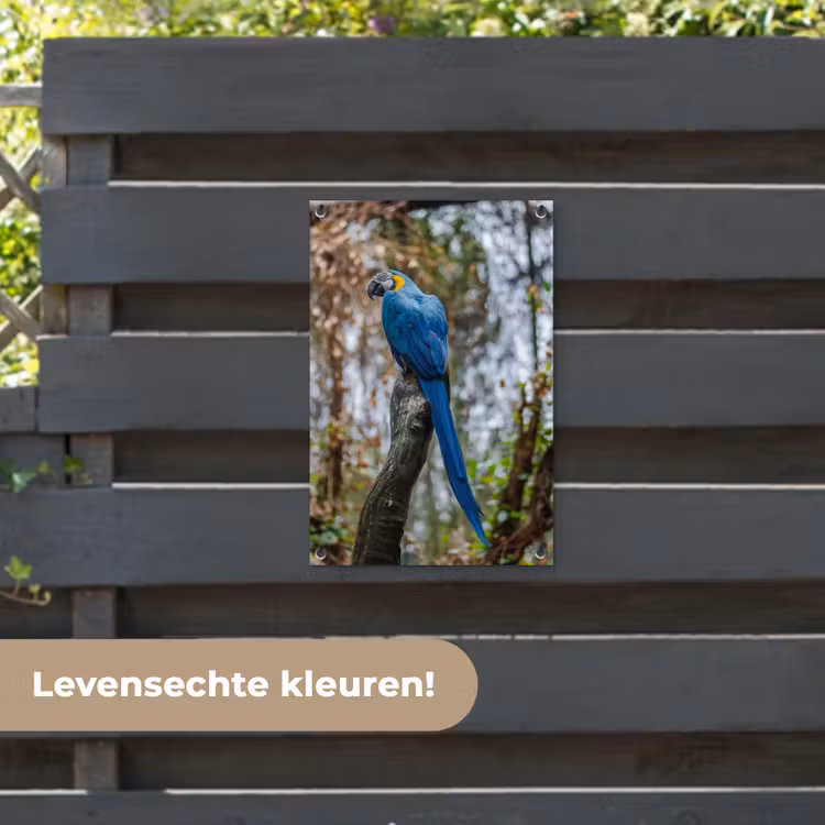 Tuinposter - Vogel - Papegaai - Blauw — 6