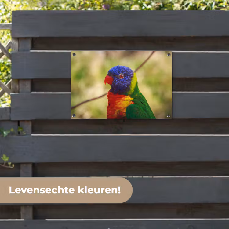 Tuinposter - Vogel - Parkiet - Blauw — 6