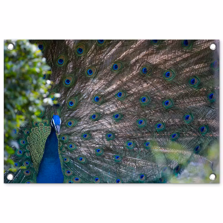Tuinposter - Vogel - Pauw - Veren — 1