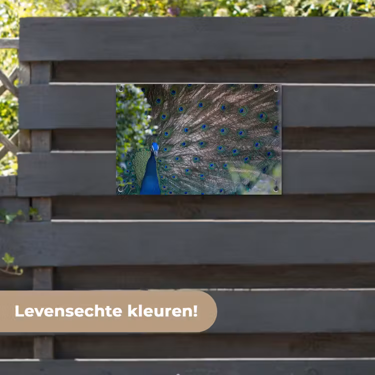 Tuinposter - Vogel - Pauw - Veren — 6
