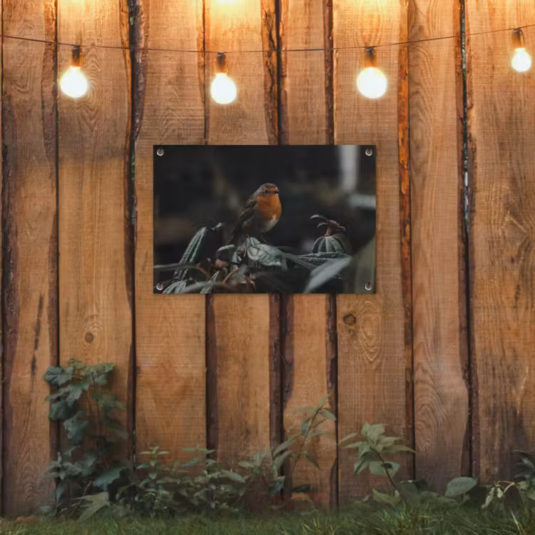 Tuinposter - Vogel - Roodborstje - Plant — 2