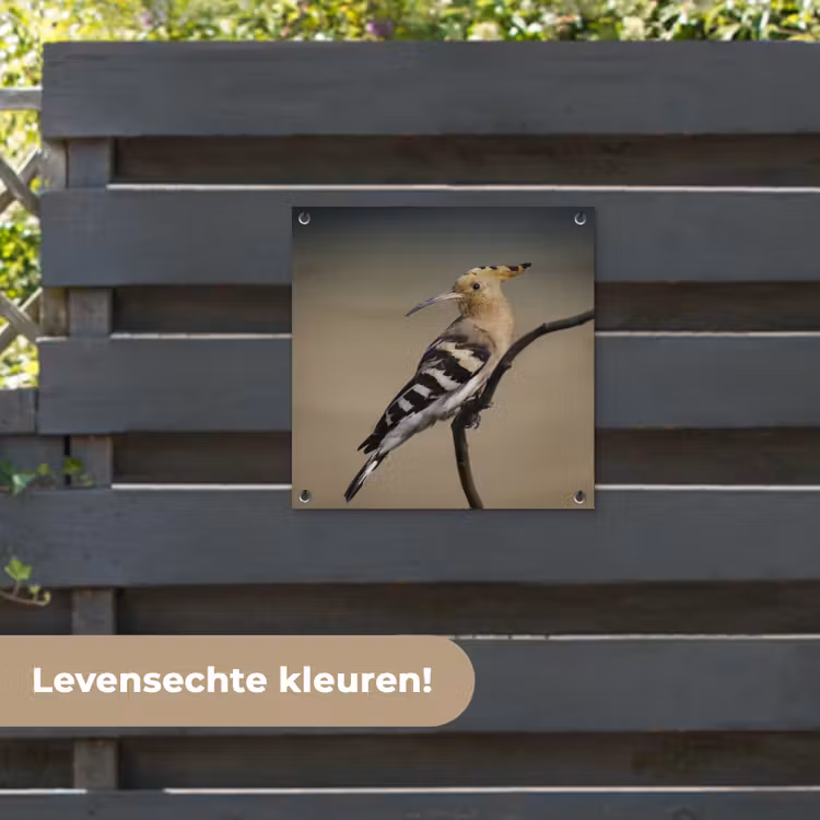Tuinposter - Vogel - Tropisch - Natuur — 6
