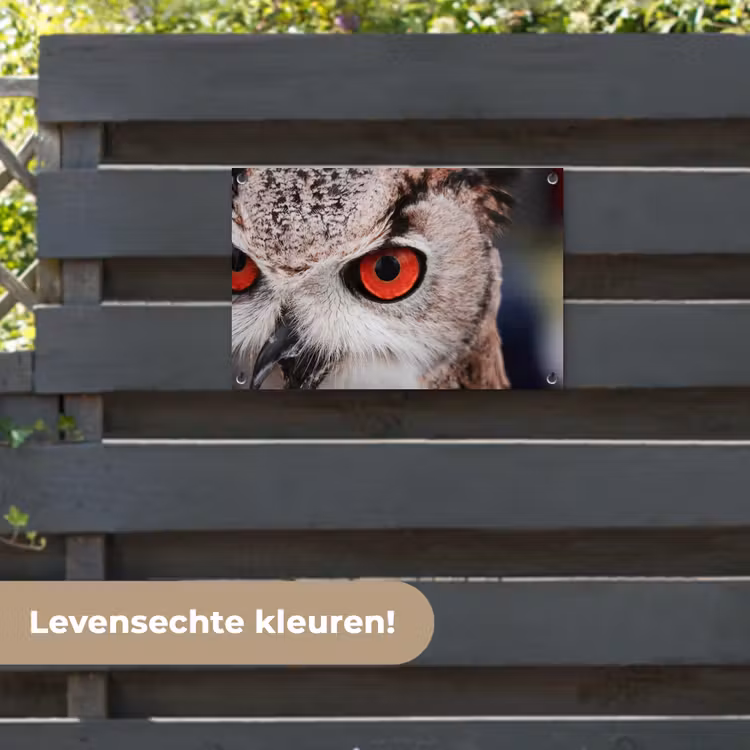 Tuinposter - Vogel - Uil - Oehoe — 6