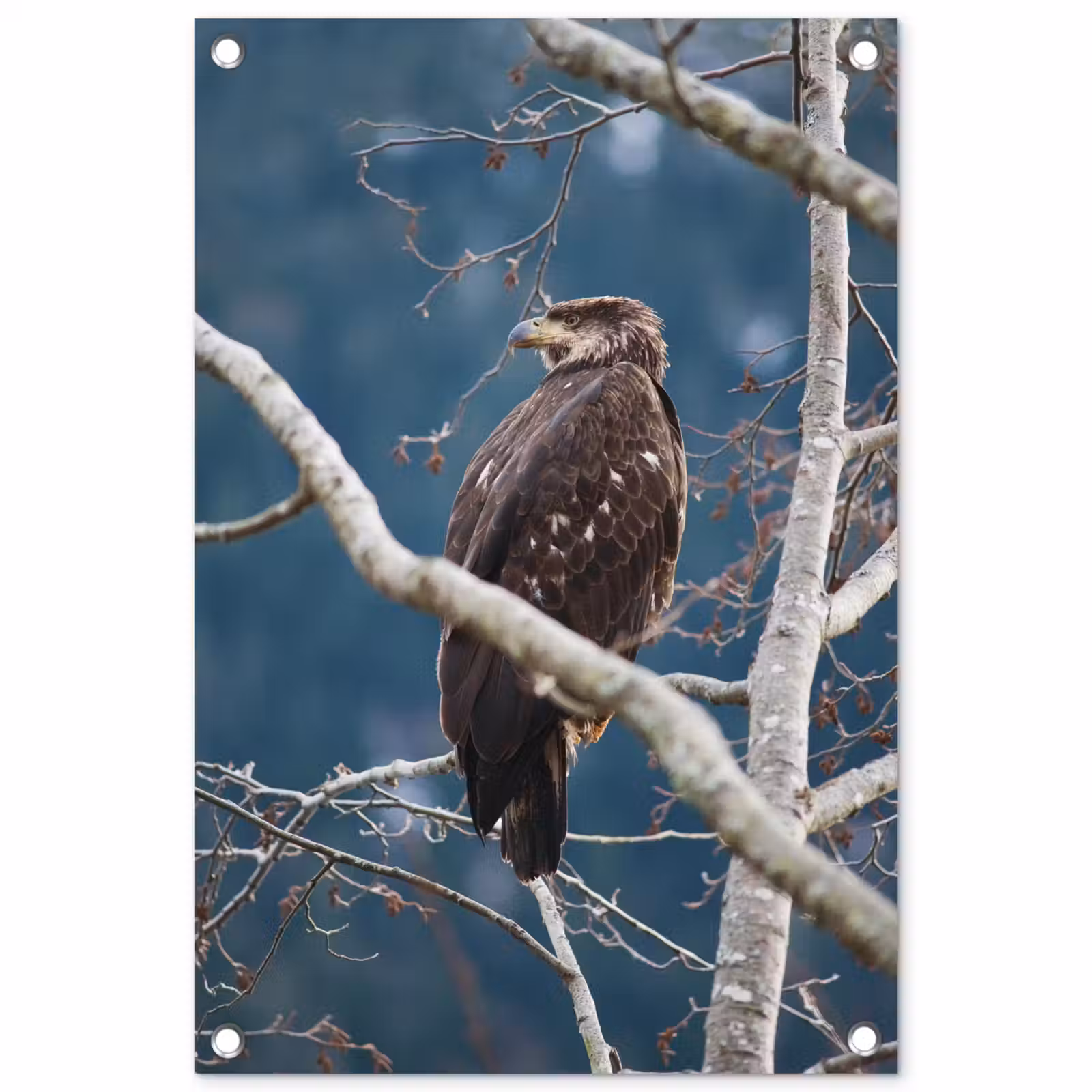 Tuinposter - Vogel - Tak - Roofvogel — 1