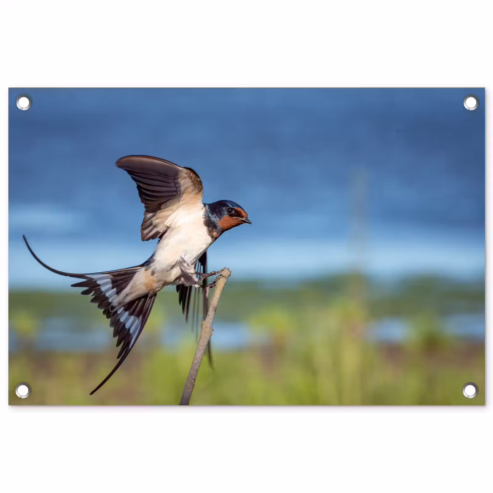 Tuinposter - Vogel - Zwaluw - Vliegen — 1