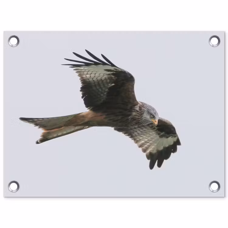 Tuinposter - Vogel - Roofvogel - Vliegen — 1