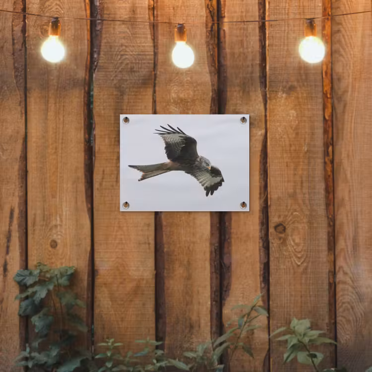 Tuinposter - Vogel - Roofvogel - Vliegen — 2