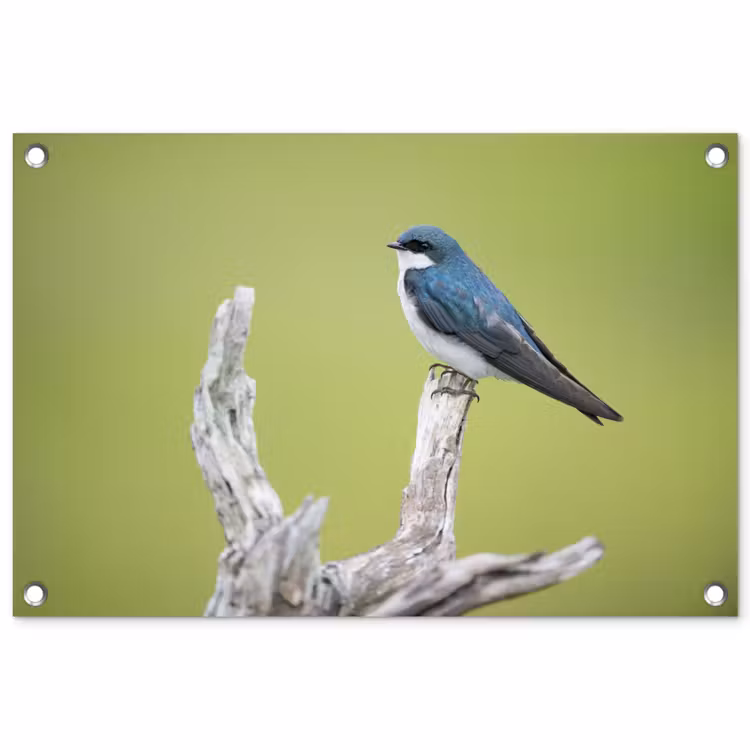 Tuinposter - Vogel - Tak - Groen — 1