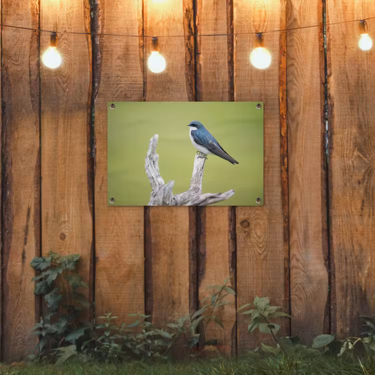 Tuinposter - Vogel - Tak - Groen — 2