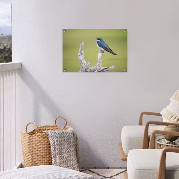 Tuinposter - Vogel - Tak - Groen — 5