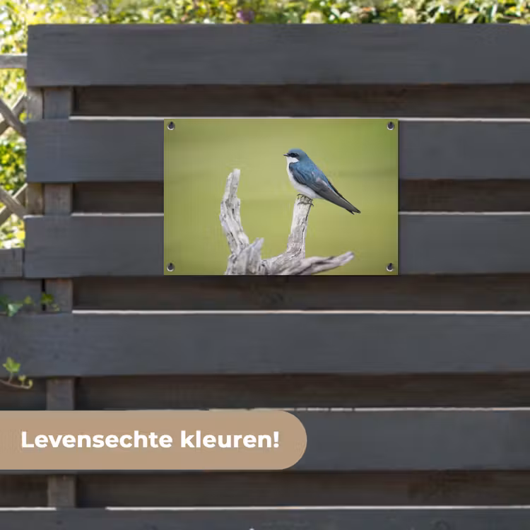Tuinposter - Vogel - Tak - Groen — 6