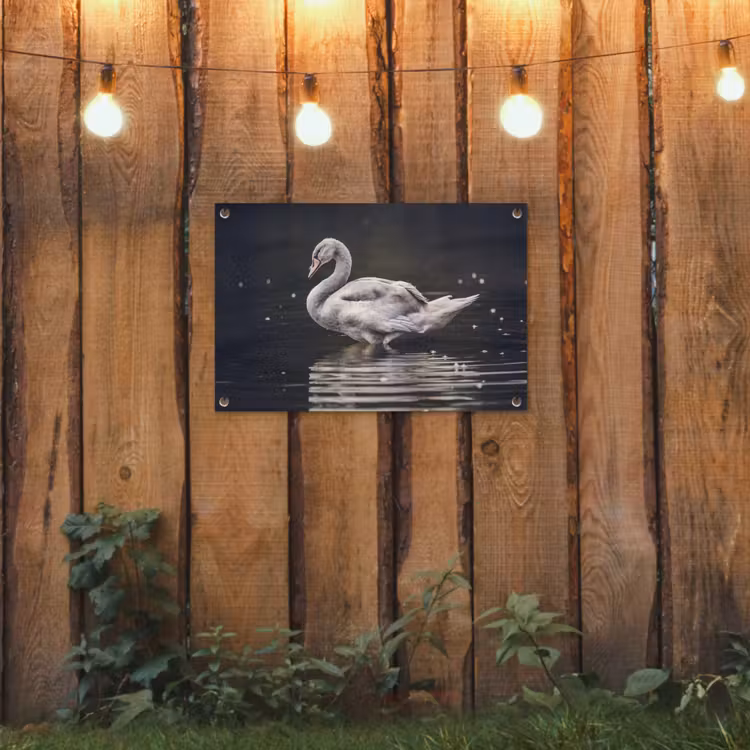 Tuinposter - Vogel - Zwaan - Water — 2