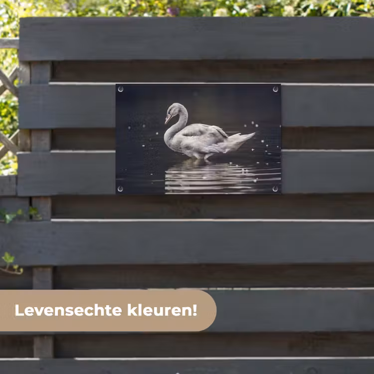 Tuinposter - Vogel - Zwaan - Water — 6