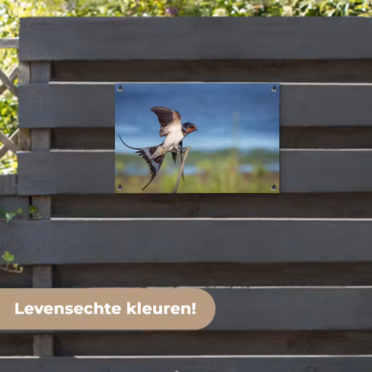 Tuinposter - Vogel - Zwaluw - Vliegen — 6