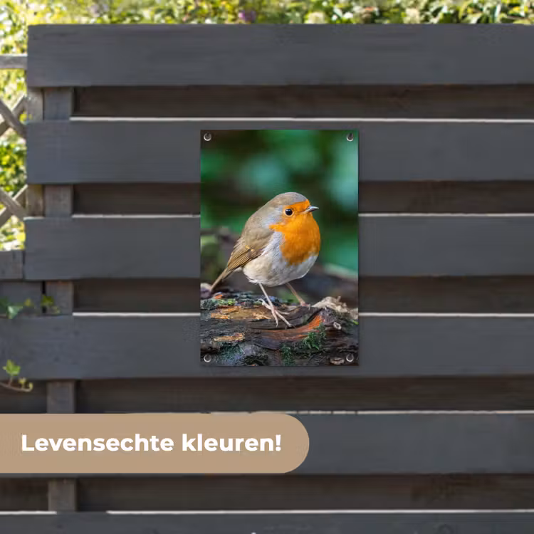 Tuinposter - Roodborstje op een Boomstam — 6