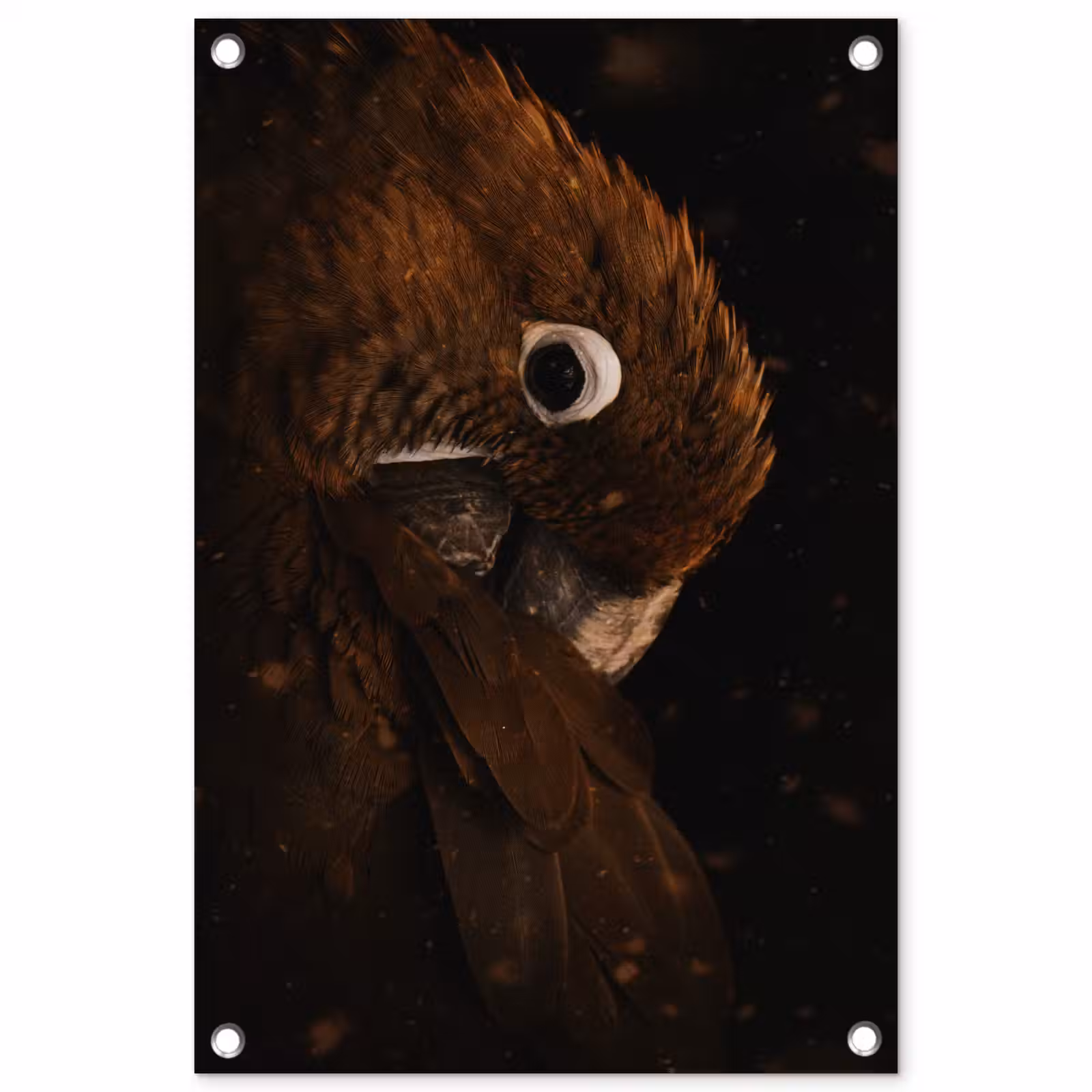 Tuinposter - Papegaai - Vogel - Veren — 1