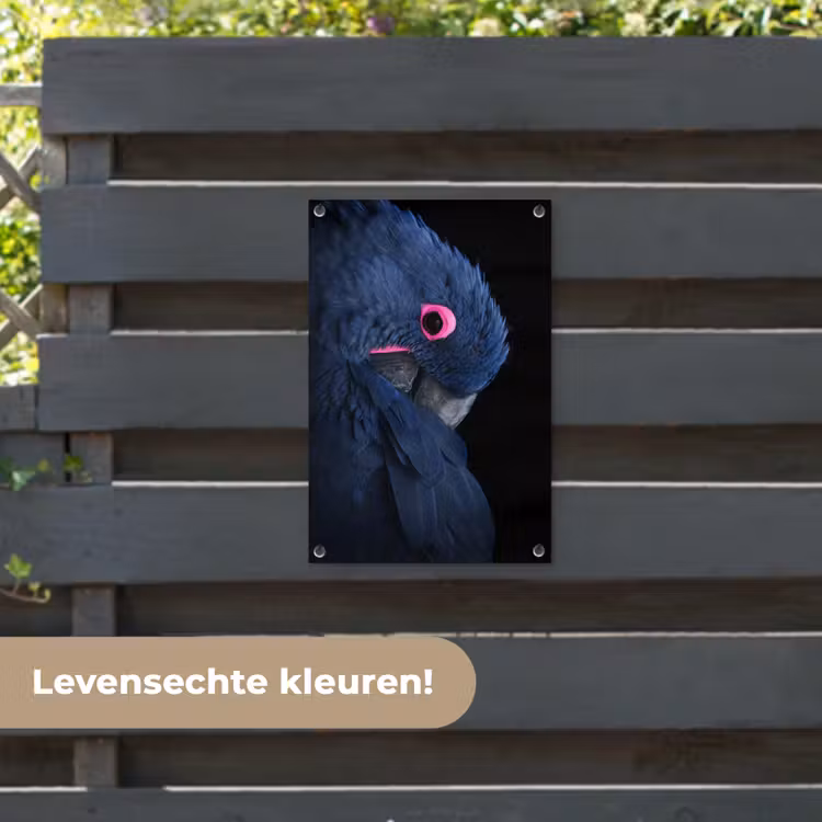 Tuinposter - Papegaai - Vogel - Blauw — 6