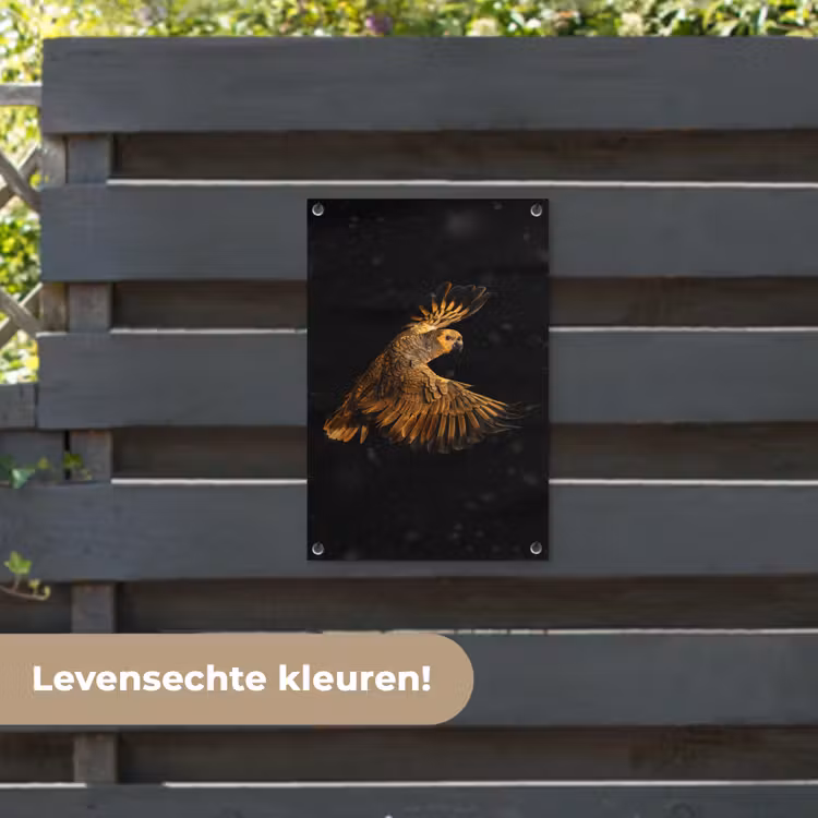 Tuinposter - Papegaai - Vogel - Oranje — 6