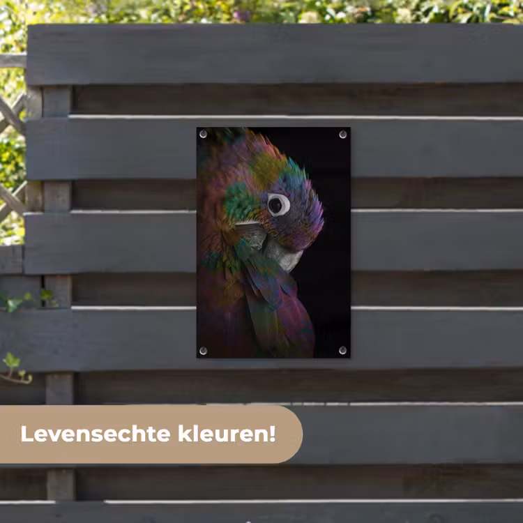 Tuinposter - Papegaai - Vogel - Regenboog — 6