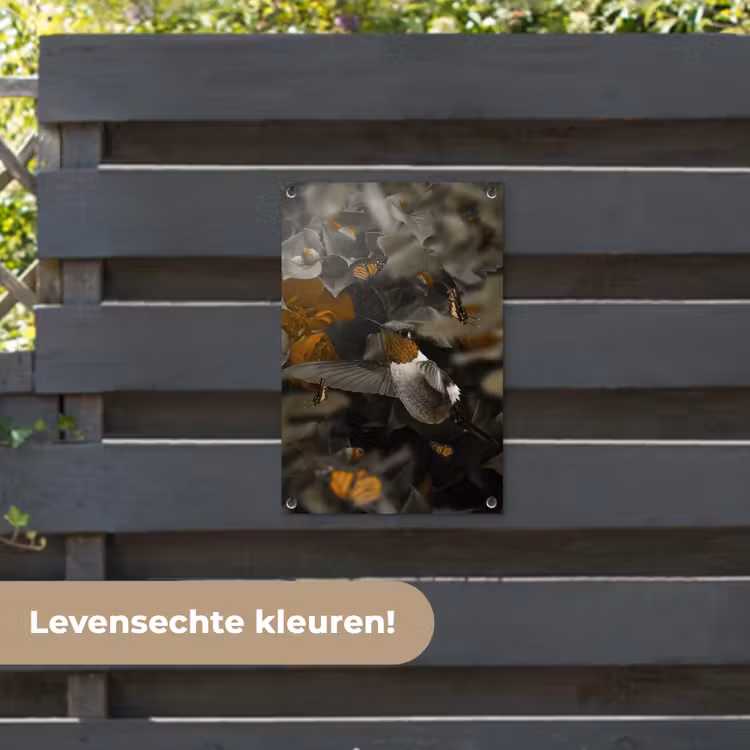 Tuinposter - Vogel - Kolibrie - Goud — 6