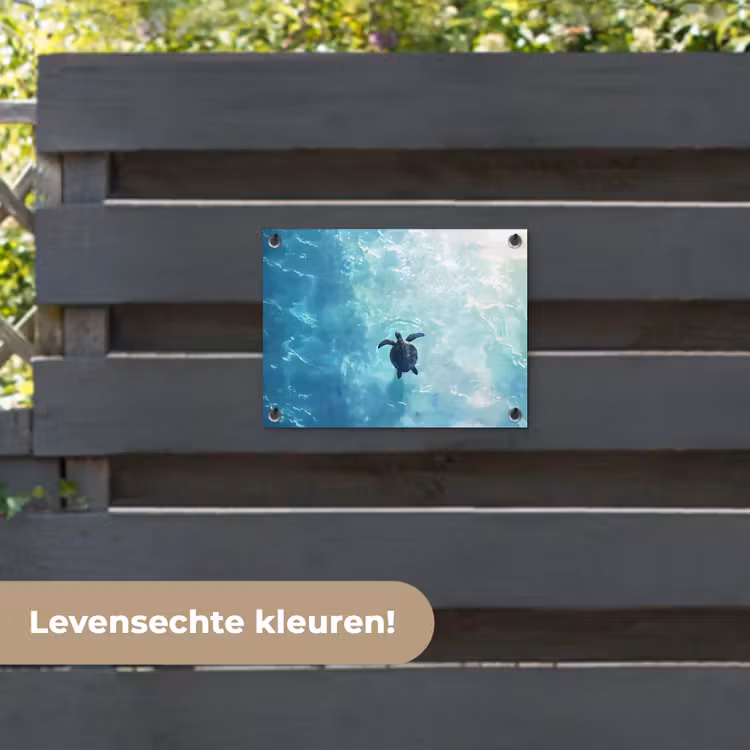 Tuinposter - Schildpad - Zee - Blauw - Schittering — 6