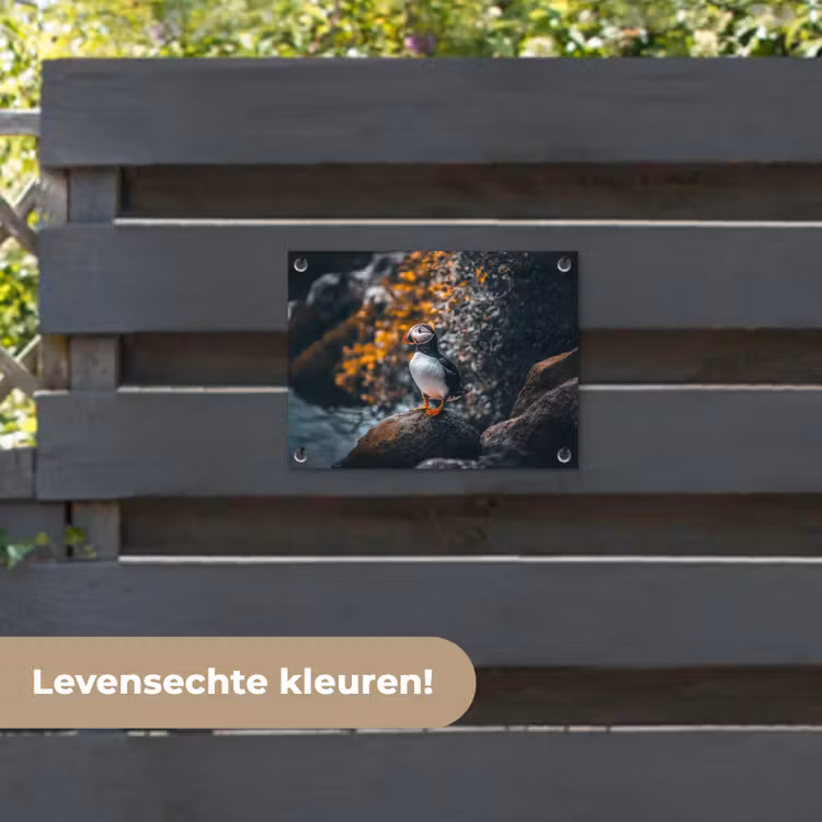 Tuinposter - Papegaai - Vogel - Rots - Wit — 6