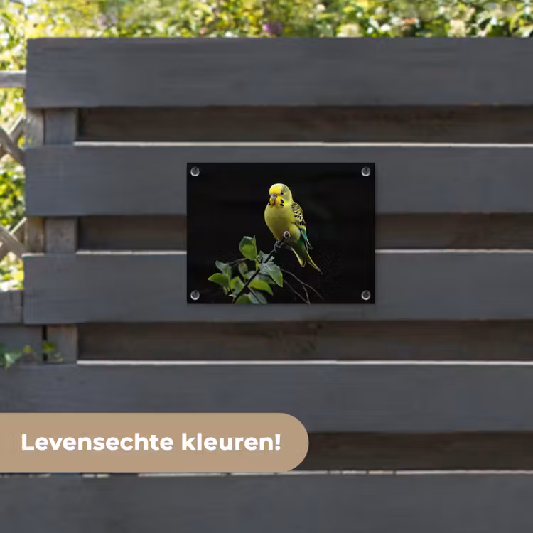 Tuinposter - Parkiet - Tak - Bladeren - Geel — 6