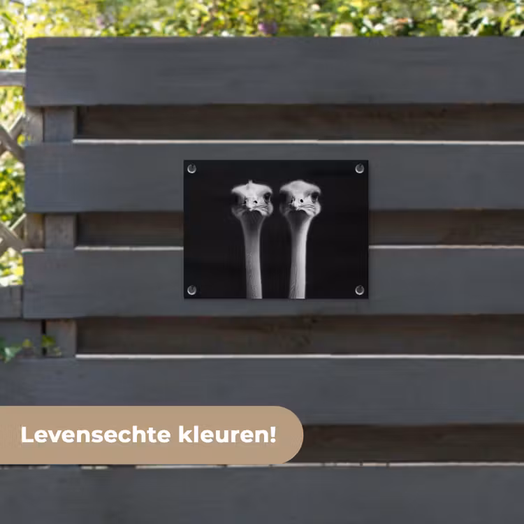 Tuinposter - Struisvogels - Halzen - Zwart - Minimalistisch — 6