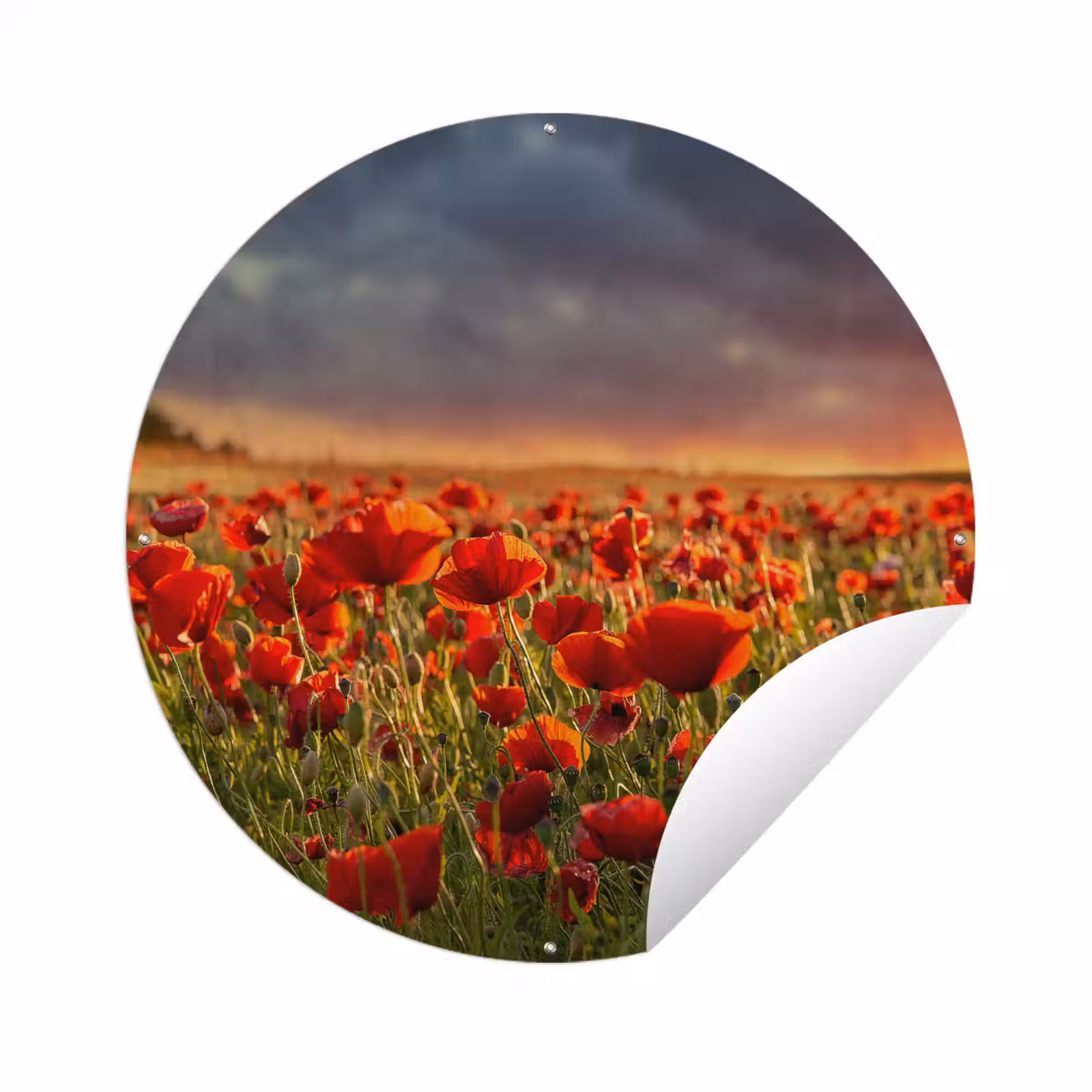 Tuinposter - Zonsondergang - Klaprozen - Rood - Bloemen - Veld - Natuur — 1