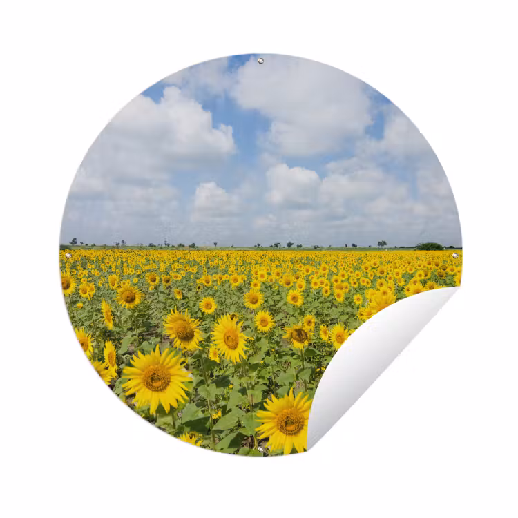 Tuinposter - Zonnebloemen - Bloemen - Wolken - Natuur - Geel - Landschap — 1