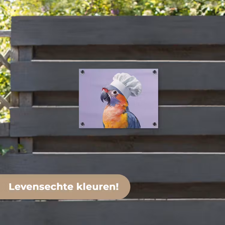 Tuinposter - Papegaai - Koksmuts - Paars - Cute — 6