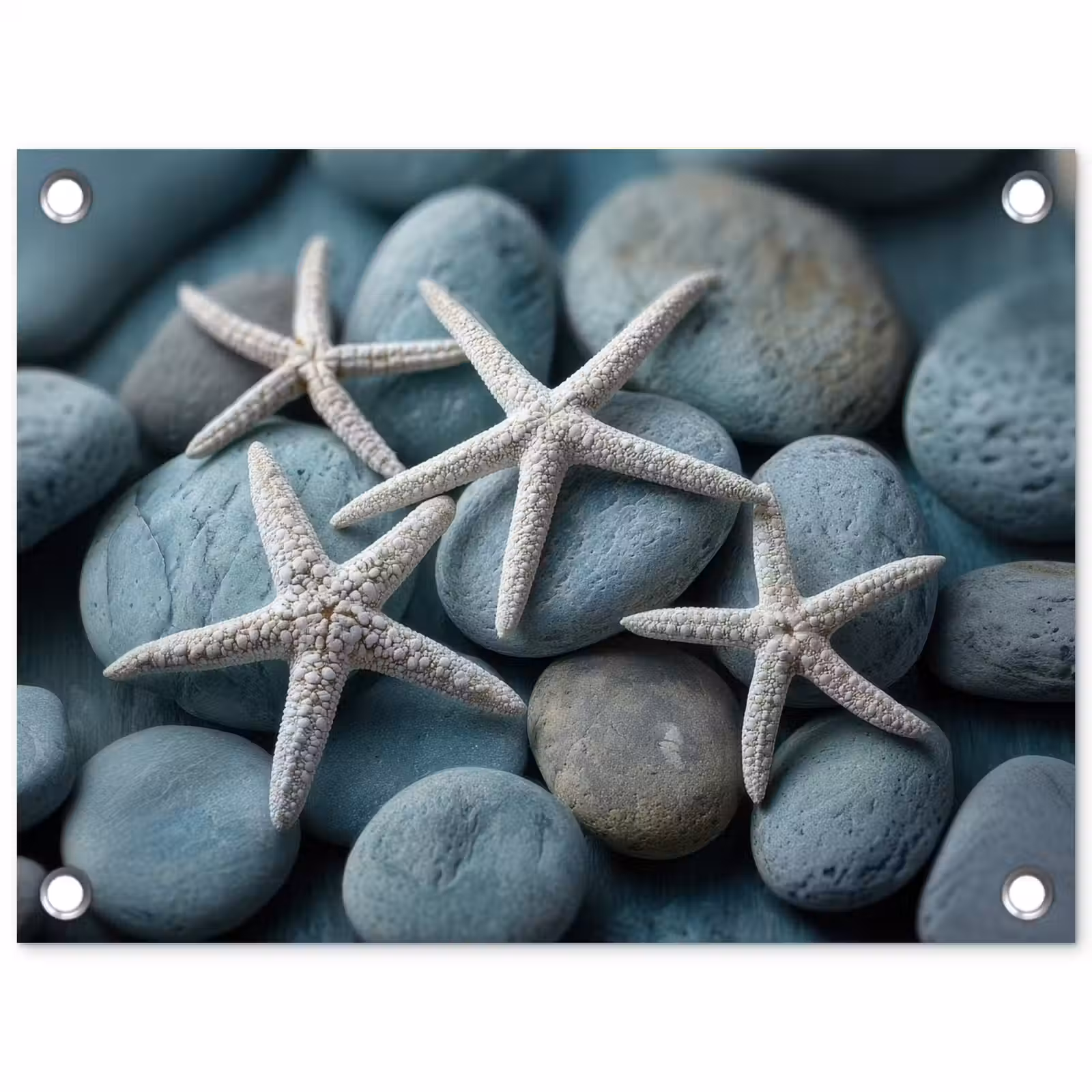 Tuinposter - Zeesterren - Stenen - Wit — 1