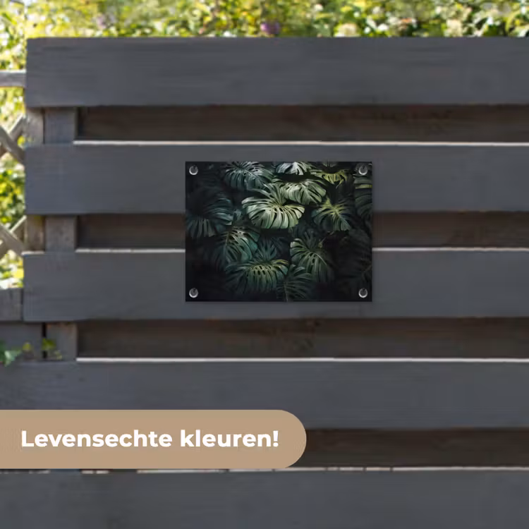 Tuinposter - Plant - Monstera - Lichtinval — 6