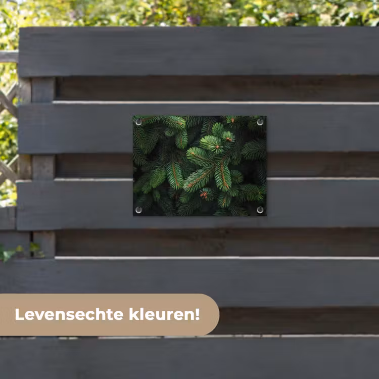 Tuinposter - Sparrentakken - Knoppen - Naalden - Groen — 6