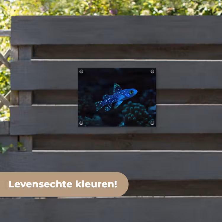 Tuinposter - Vis - Stippen - Koraal - Blauw — 6